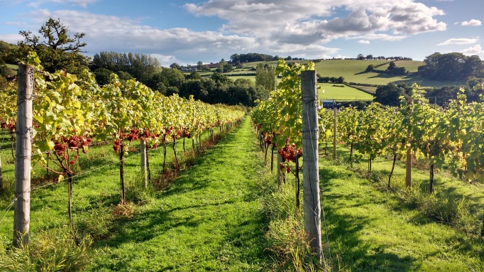 View of White Castle Vineyard, Monmouthshire, Wales